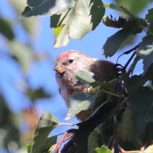 Common Redpoll