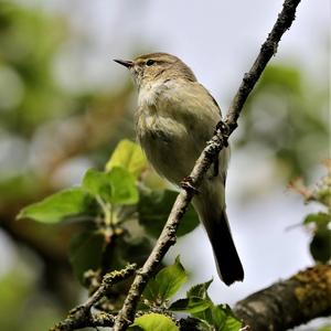 Common Chiffchaff