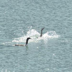 Red-throated Loon