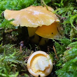 Chanterelle, Common