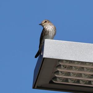 Spotted Flycatcher