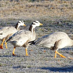 Bar-headed Goose