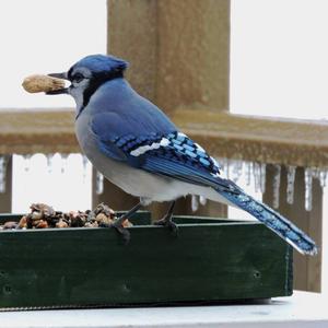 Blue Jay