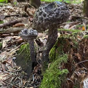 Old Man of the Woods