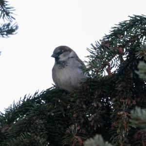 House Sparrow