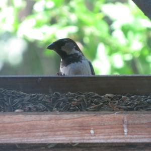 House Sparrow