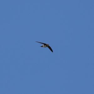 Alpine Swift