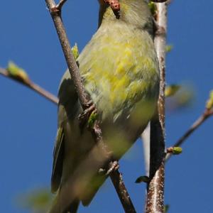 European Greenfinch