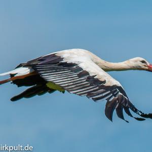 White Stork