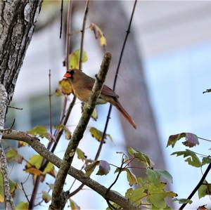 Northern Cardinal