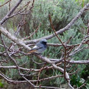 Black Redstart