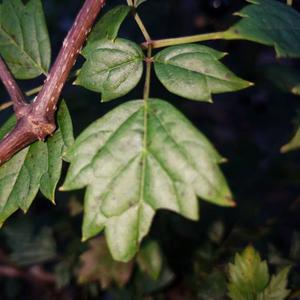 Unknown Species