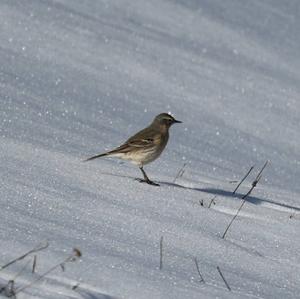 Water Pipit