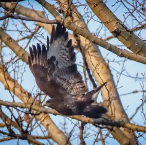 Black Kite