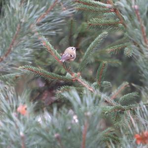 Goldcrest