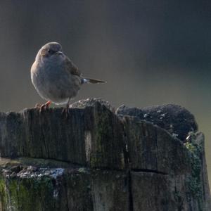 Lesser Whitethroat