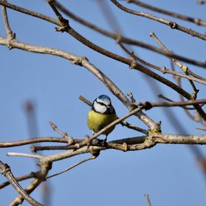 Blue Tit