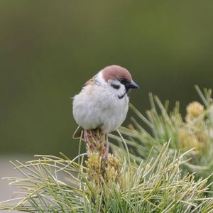 Eurasian Tree Sparrow