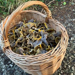 Trumpet Chanterelle