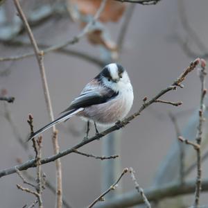 Long-tailed Tit