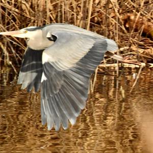 Grey Heron