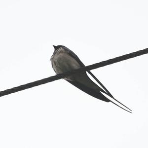 Barn Swallow