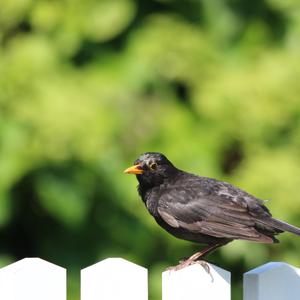 Eurasian Blackbird