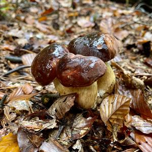 Bay Bolete