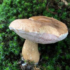 Bitter Bolete