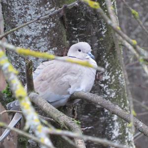 Eurasian Collared-dove