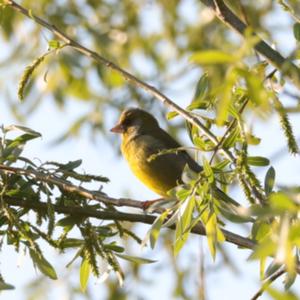 European Greenfinch