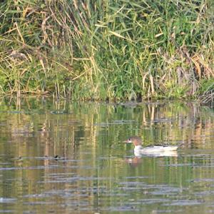 Common Merganser