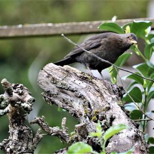 Eurasian Blackbird