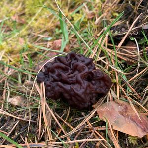 Conifer False Morel