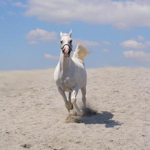 Arabian Horse