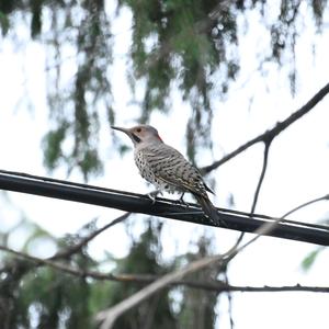 Northern Flicker