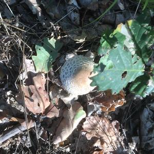 Parasol Mushroom