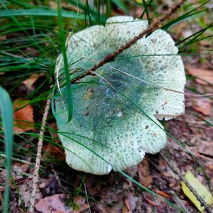 Cracked Green Russula