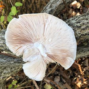 Fawn Mushroom