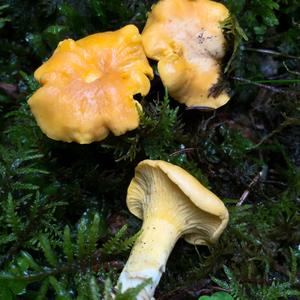 Chanterelle, Common