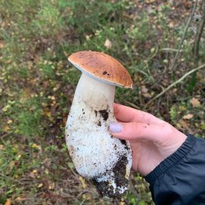 King Bolete