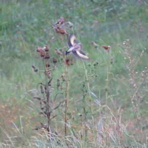 European Goldfinch