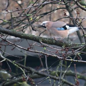 Eurasian Jay