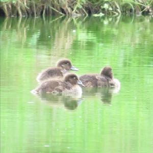 Tufted Duck