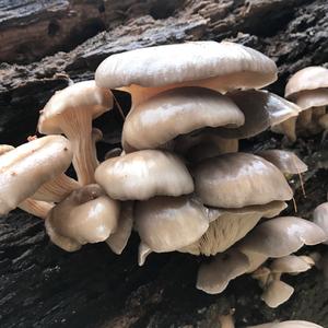 Oyster Mushroom