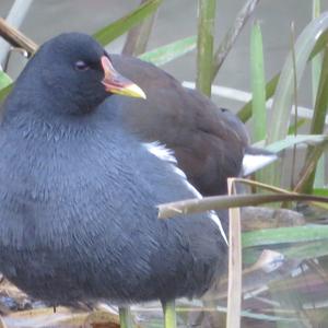 Common Moorhen