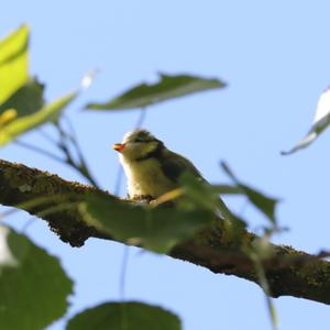 Blue Tit