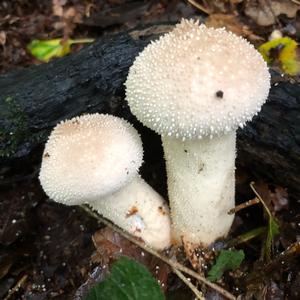 Gem-studded Puffball