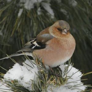 Eurasian Chaffinch