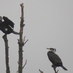 Great Cormorant